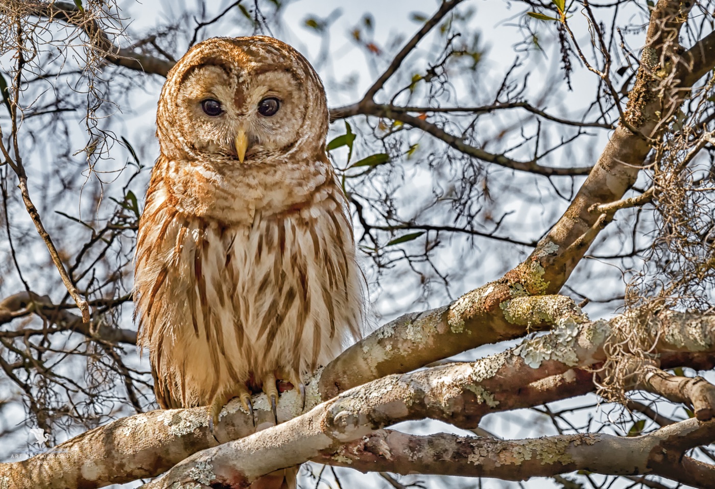 Close-up photograph of an owl perched on a branch