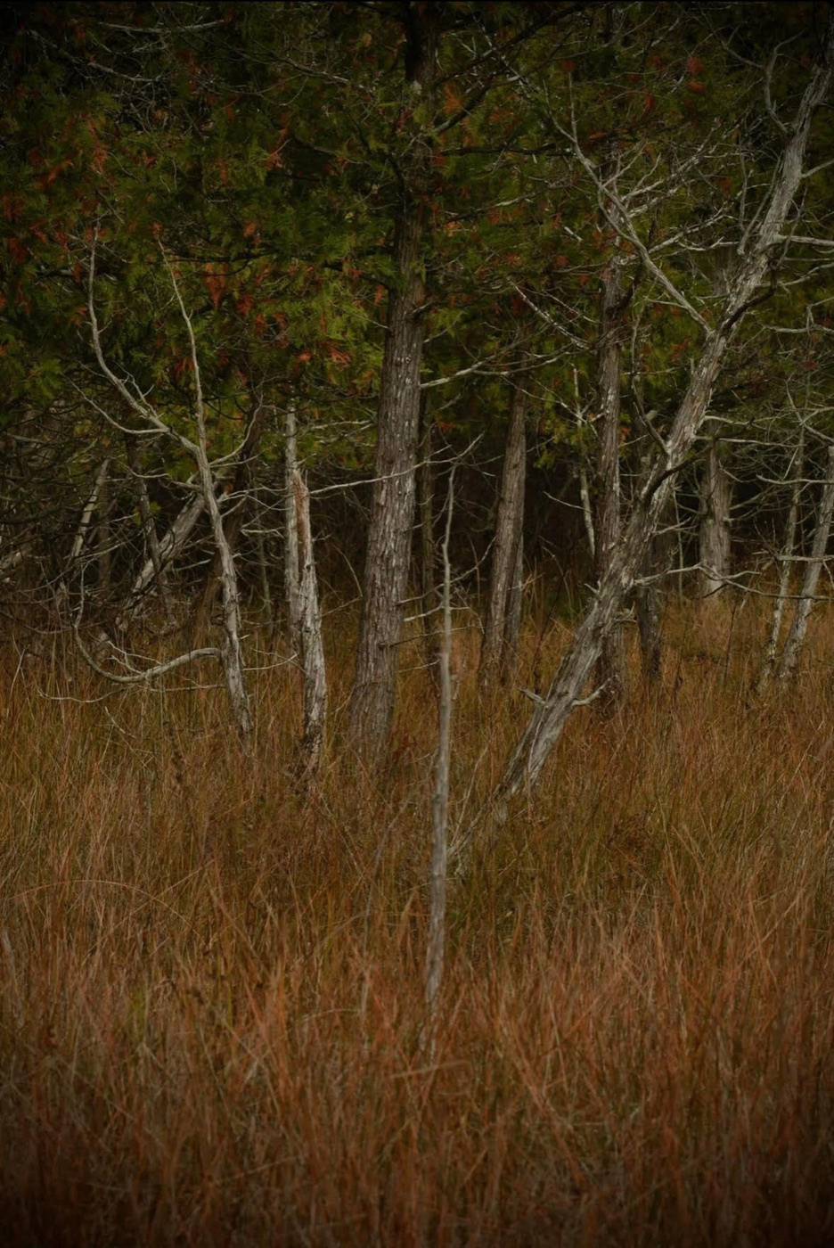 Rochelle Waldman · Art Guild of Orange Park