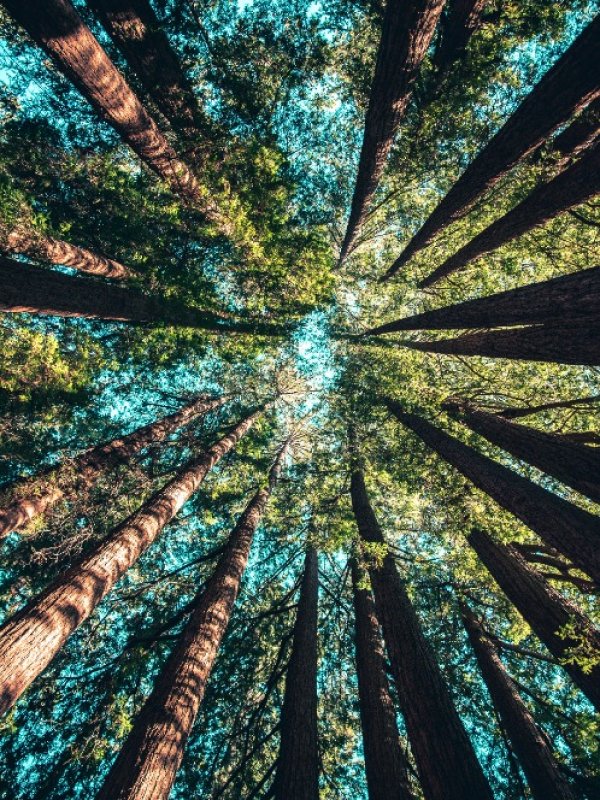 trees 02.jpg trees 02.jpg